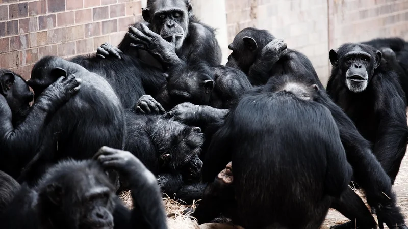 Socialisation : pas de bain de foule